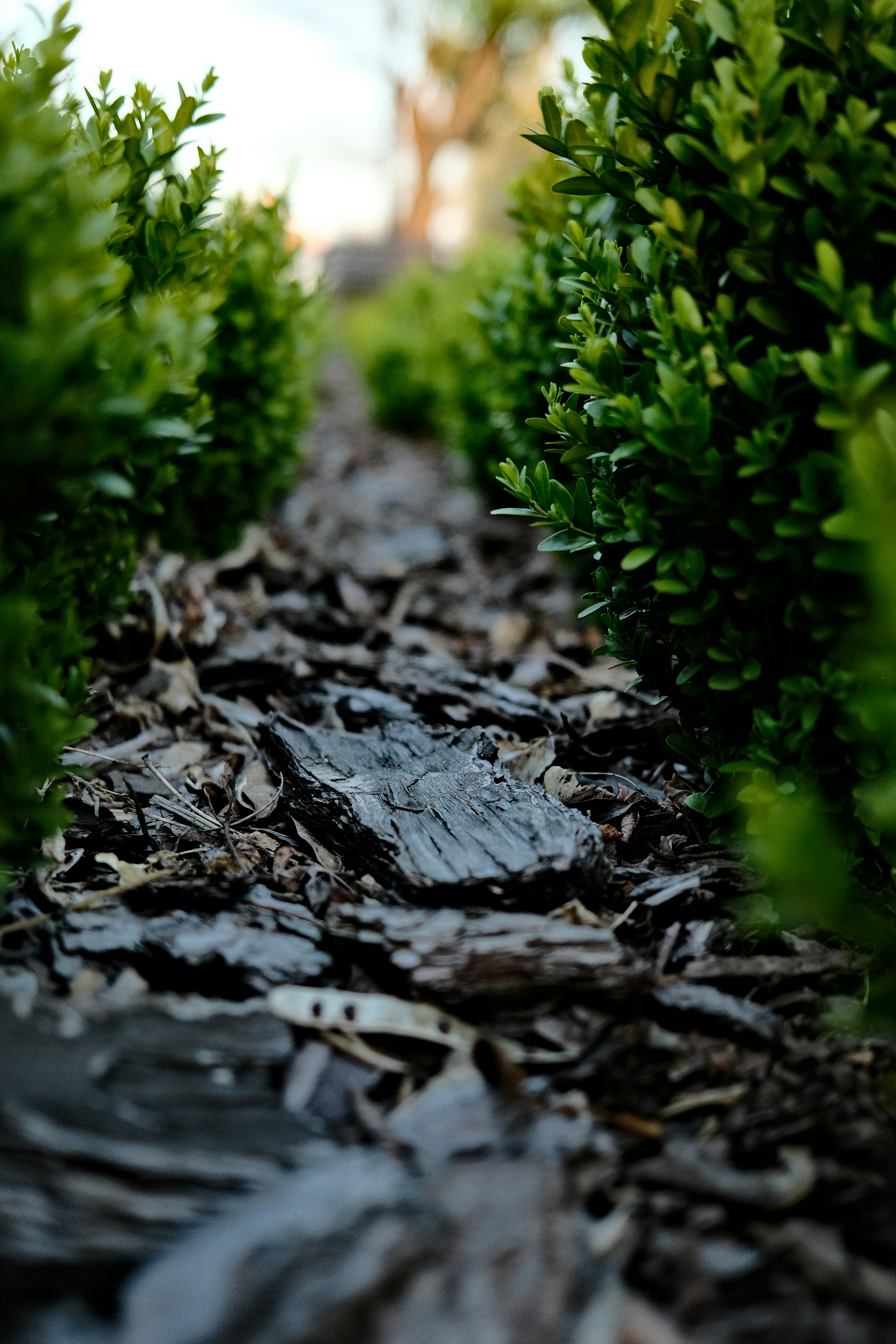 Fresh black mulch installed around flower beds at a residential property in Loudoun County, Virginia.