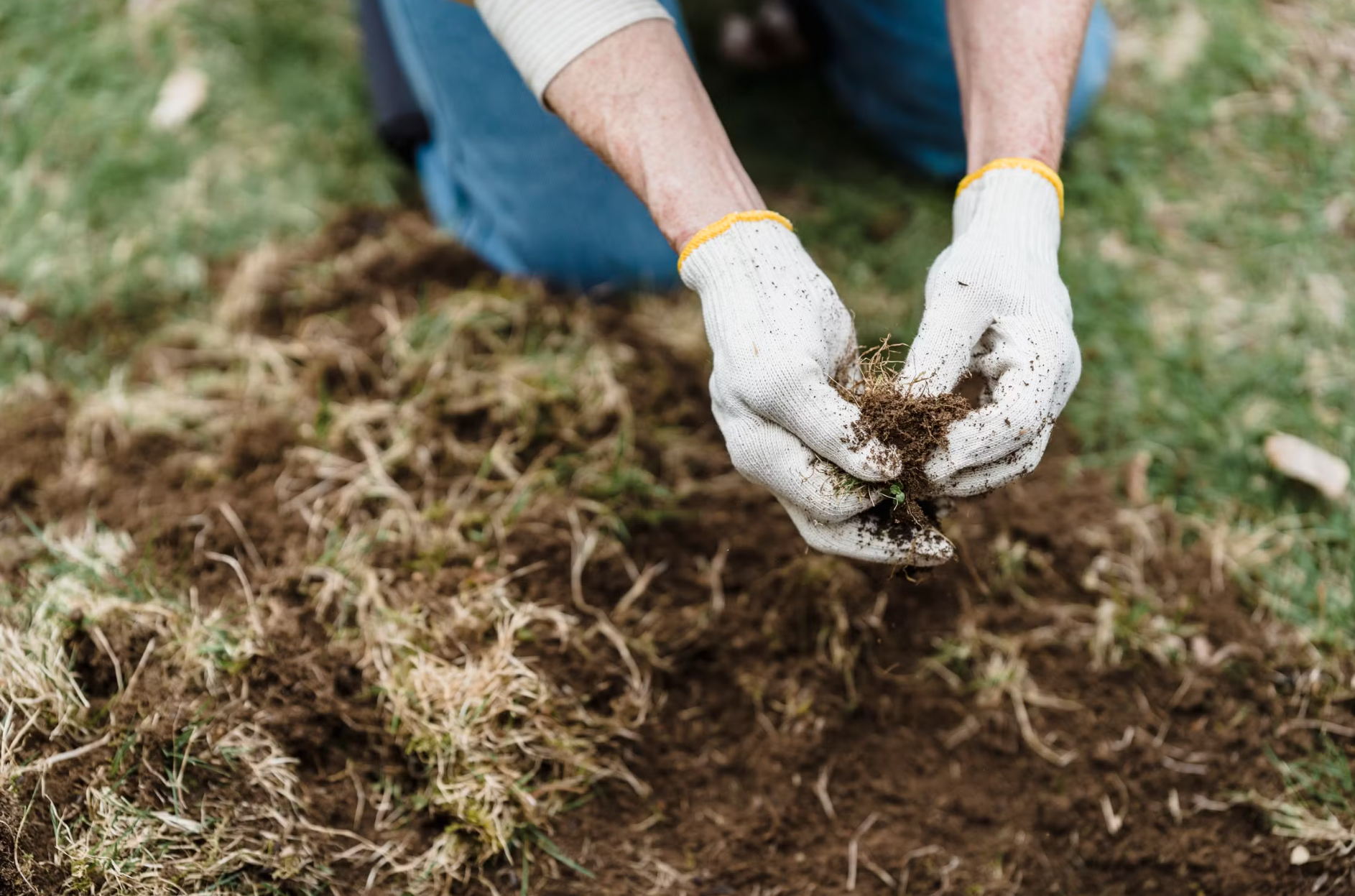 Professional lawn aeration and overseeding services to promote thicker, healthier grass and improve overall lawn growth.